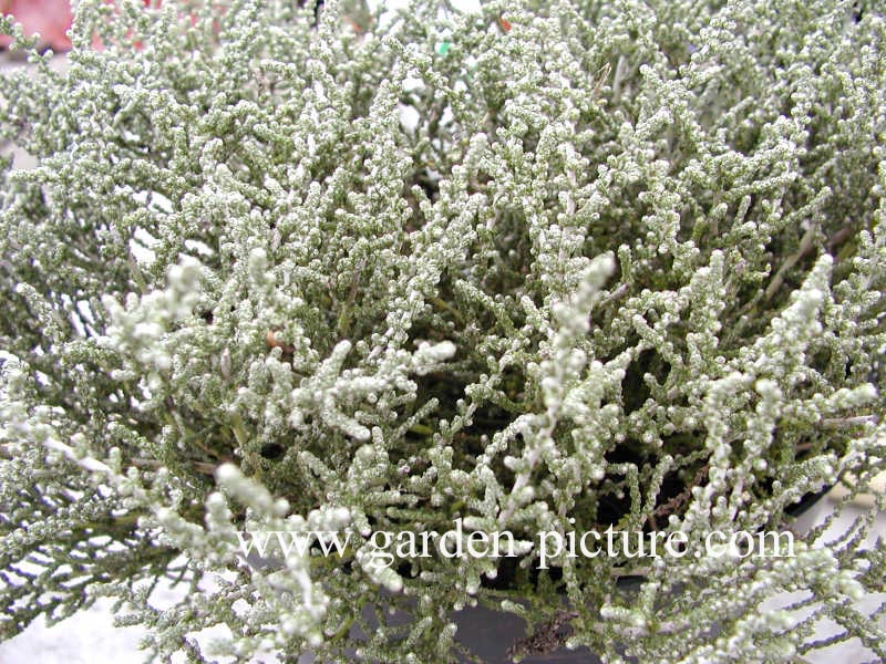 Olearia lepidophylla 'Silver Knight'