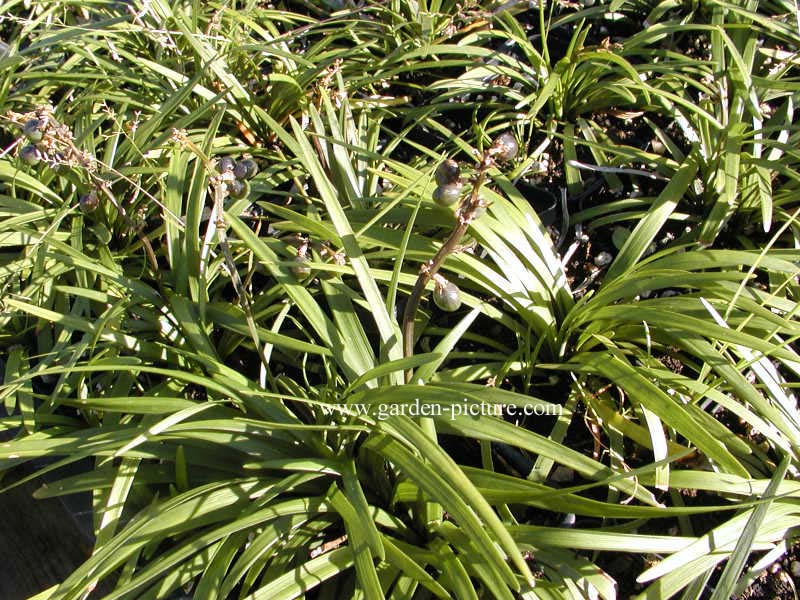 Ophiopogon planiscapus