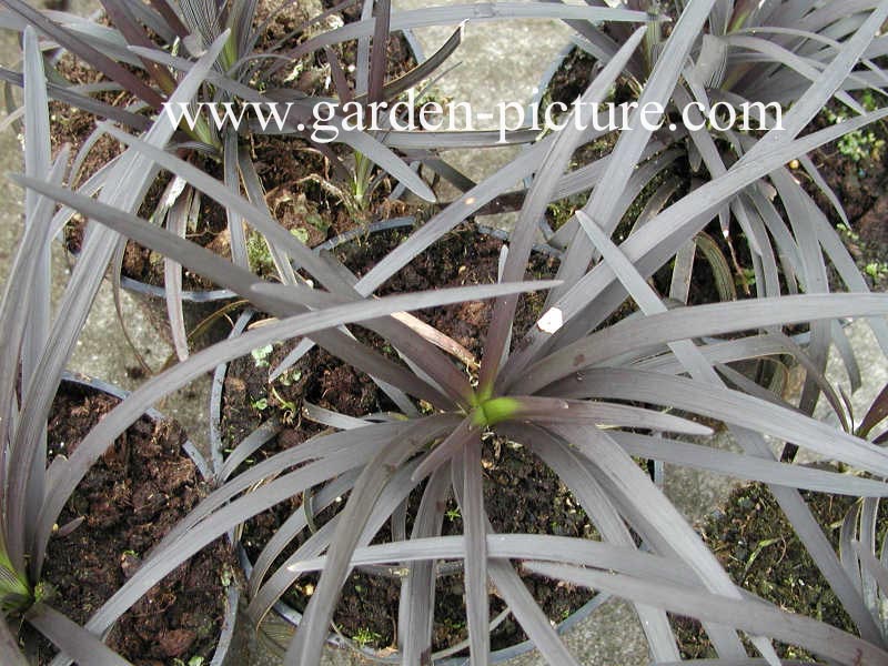 Ophiopogon planiscapus 'Niger'