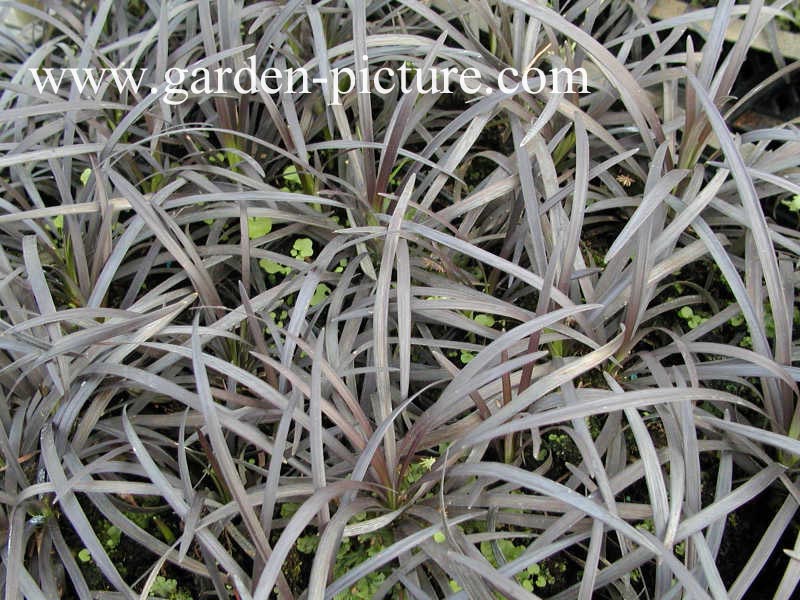 Ophiopogon planiscapus 'Niger'