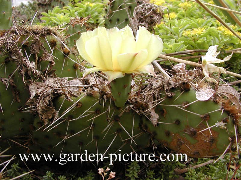 Opuntia humifusa