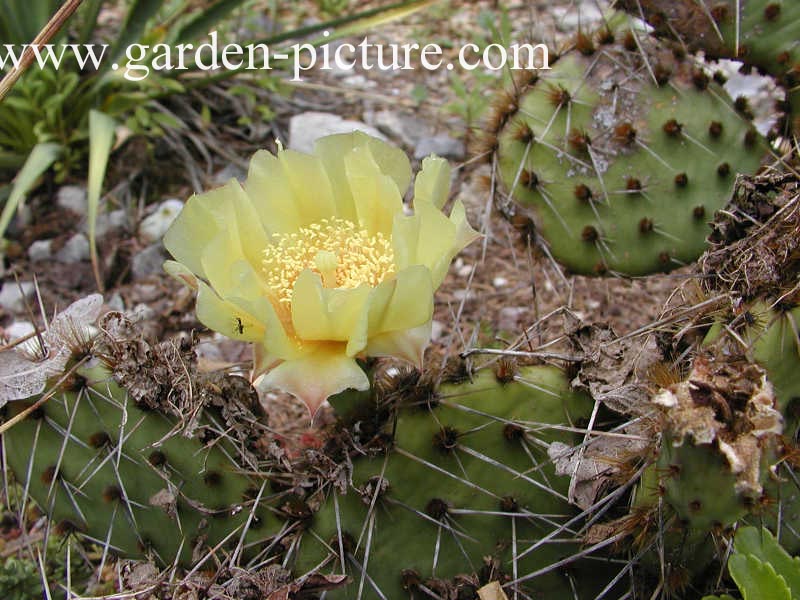 Opuntia humifusa