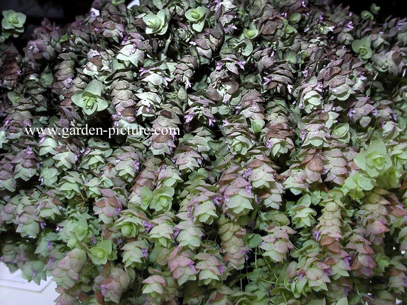 Origanum rotundifolium 'Kent Beauty'