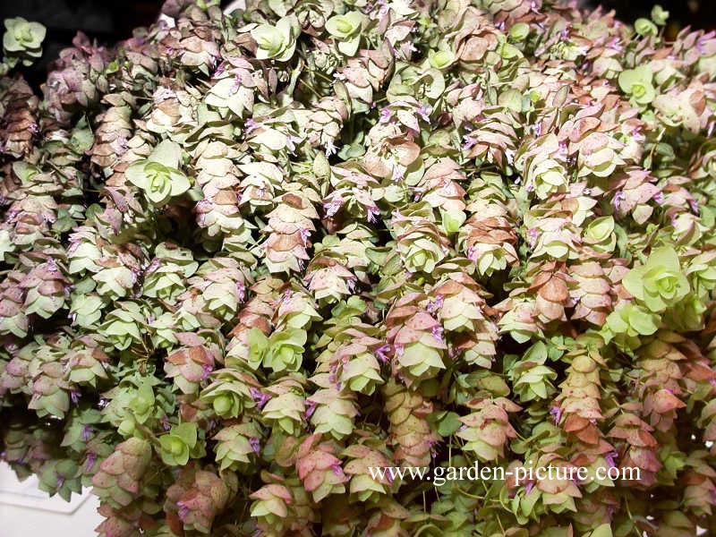 Origanum rotundifolium 'Kent Beauty'