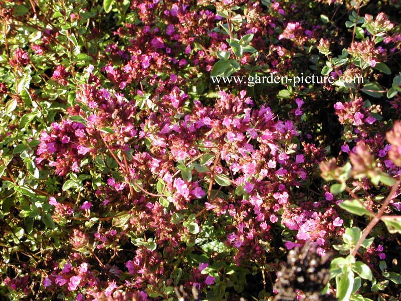 Origanum laevigatum 'Hopleys'