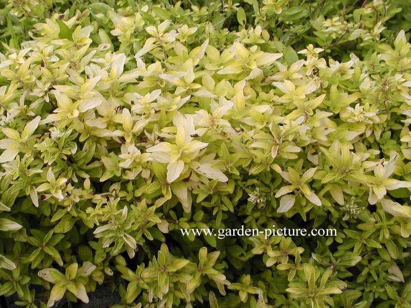 Origanum vulgare 'Aureum'