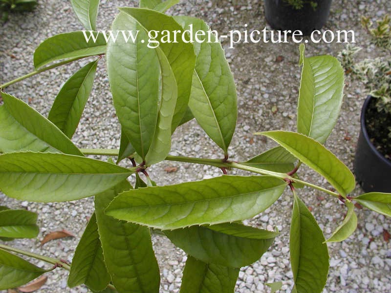 Osmanthus armatus