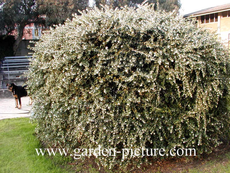 Osmanthus delavayi