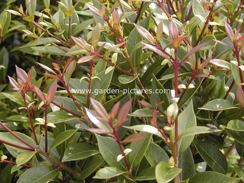 Osmanthus decorus 'Angustifolius'