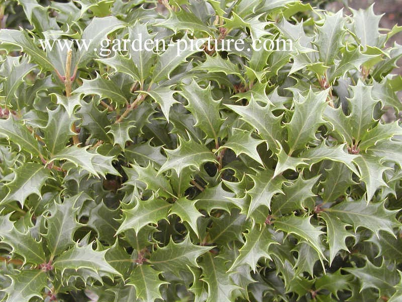 Osmanthus heterophyllus 'Gulftide'