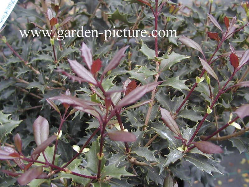 Osmanthus heterophyllus 'Purpureus'