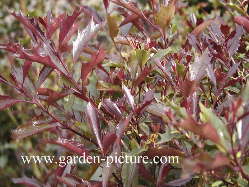 Osmanthus heterophyllus 'Purpureus'