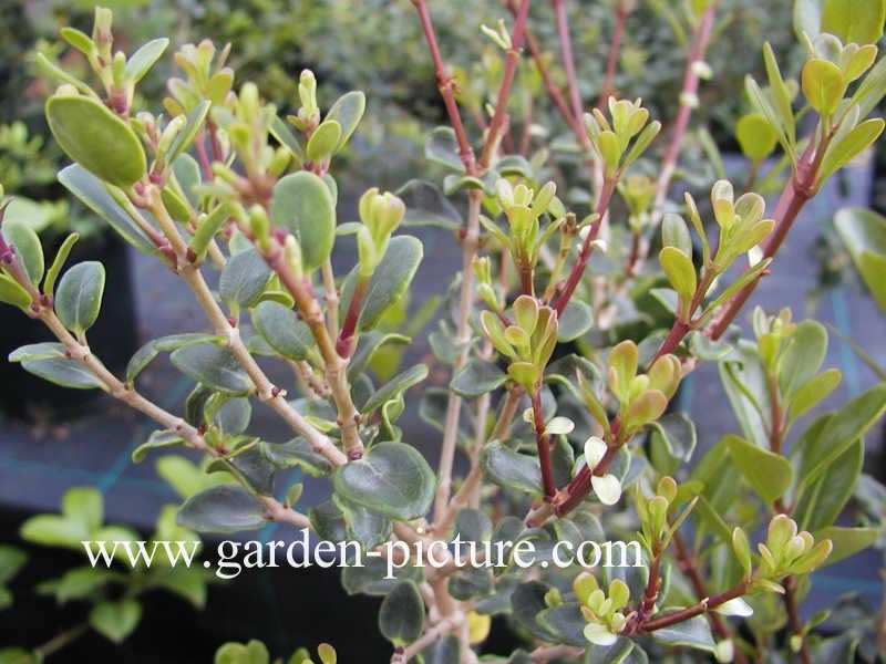 Osmanthus heterophyllus 'Rotundifolius'