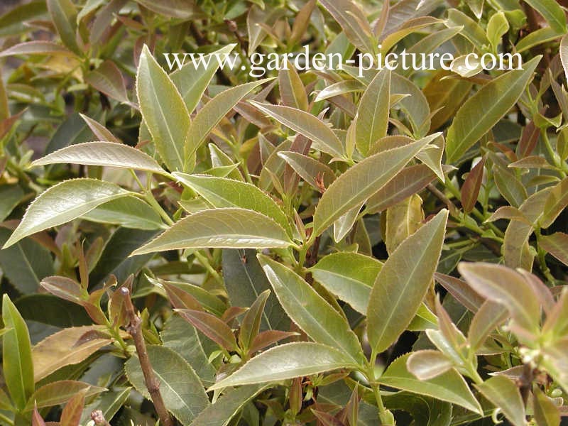 Osmanthus serrulatus