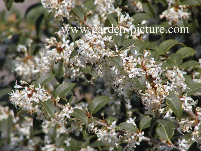 Osmanthus burkwoodii