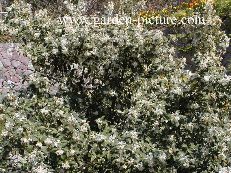 Osmanthus burkwoodii