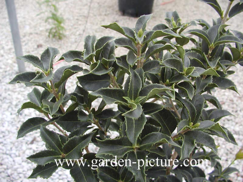 Osmanthus fortunei