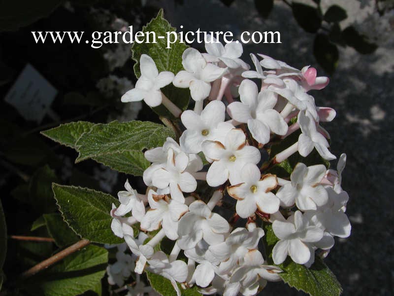 Viburnum carlesii 'Juddii'