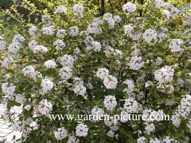 Viburnum carlesii 'Juddii'