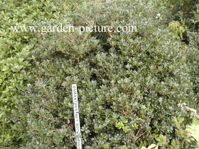 Osmanthus heterophyllus 'Rotundifolius'