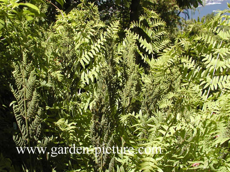 Osmunda regalis