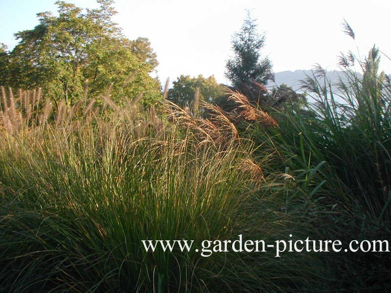 Pennisetum alopecuroides