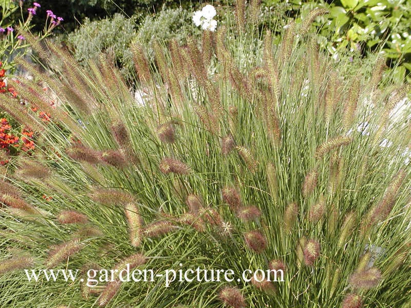 Pennisetum alopecuroides 'Hameln'