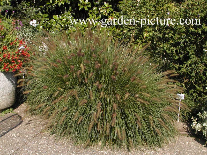 Pennisetum alopecuroides 'Hameln'