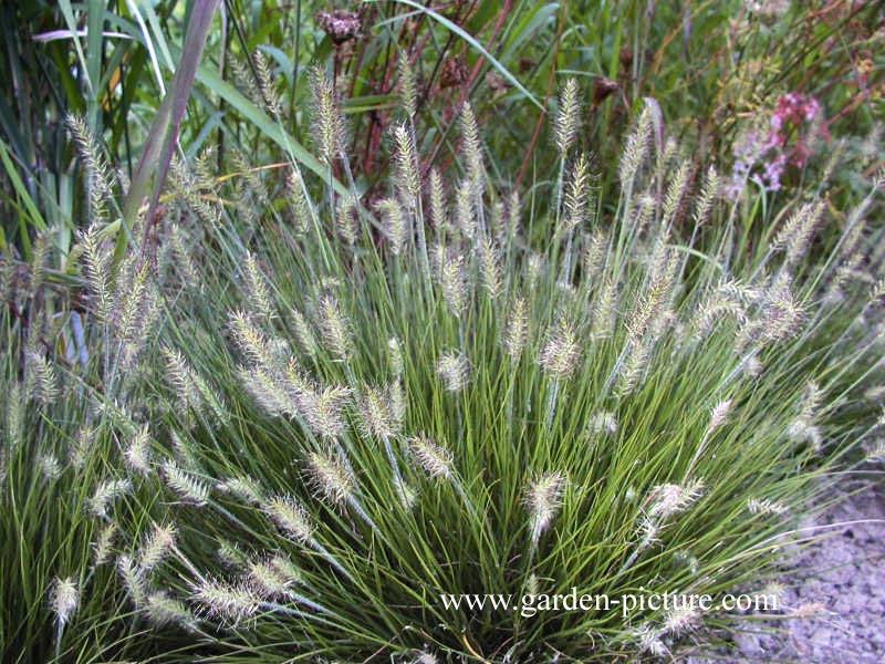 Pennisetum alopecuroides 'Little Bunny'