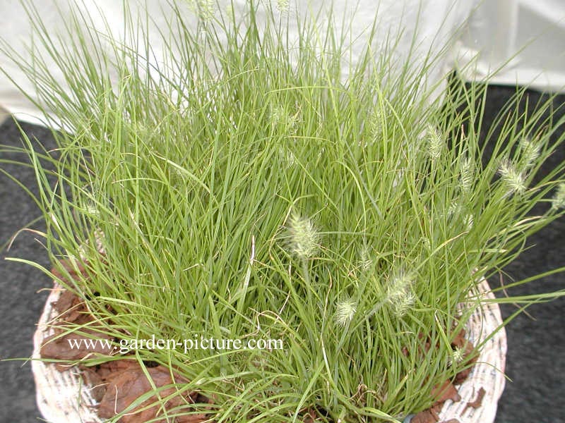 Pennisetum alopecuroides 'Little Bunny'