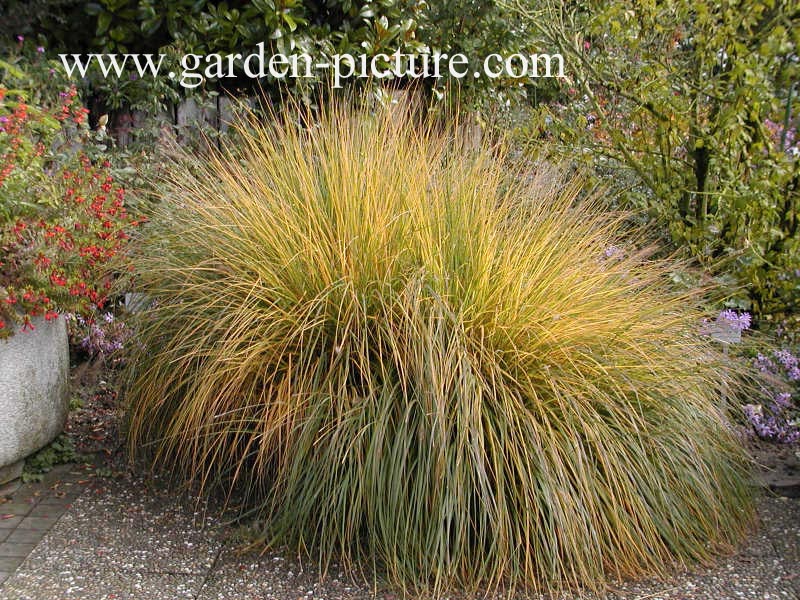 Pennisetum alopecuroides