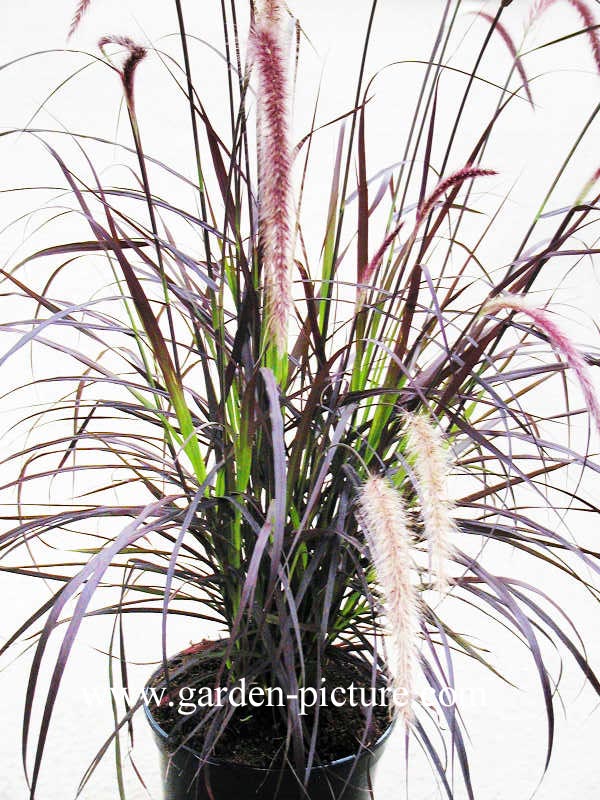 Pennisetum setaceum 'Rubrum'