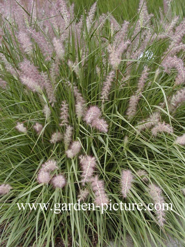 Pennisetum orientale