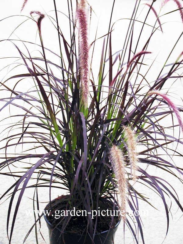 Pennisetum setaceum 'Rubrum'