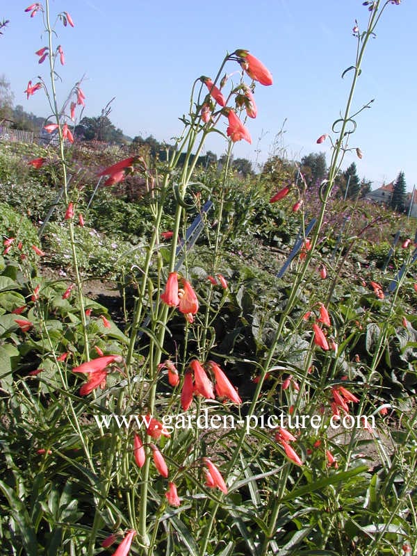 Penstemon barbatus 'Coccineus'