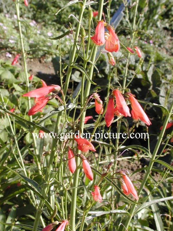 Penstemon barbatus 'Coccineus'