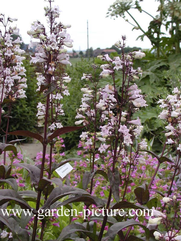 Penstemon digitalis 'Husker Red'