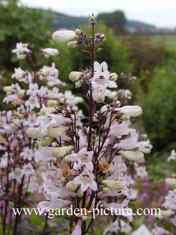 Penstemon digitalis 'Husker Red'