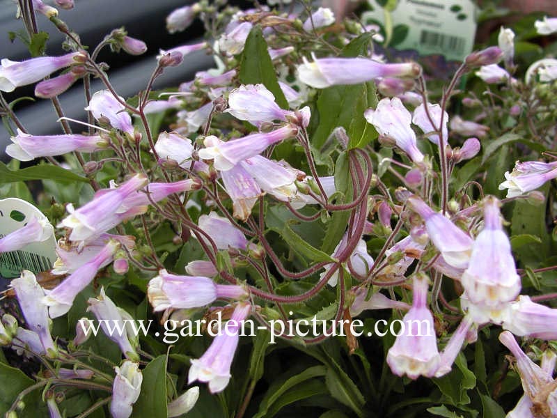 Penstemon hirsutus 'Pygmaeus'