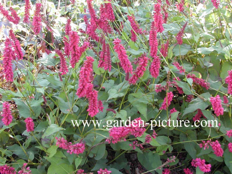 Persicaria amplexicaulis 'Taurus'