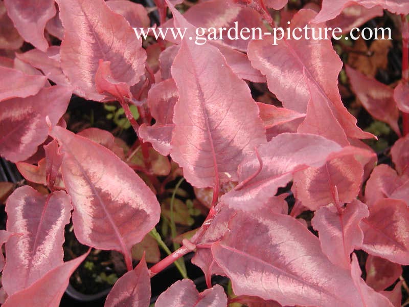 Persicaria microcephala 'Red Dragon'