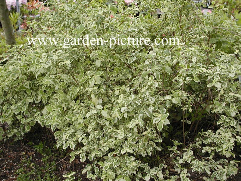 Philadelphus coronarius 'Variegatus'