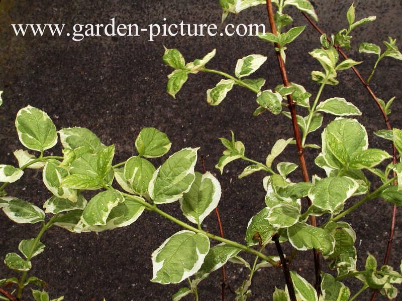 Philadelphus coronarius 'Variegatus'