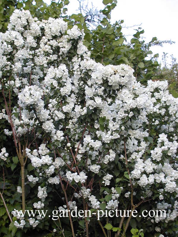 Philadelphus 'Virginal'