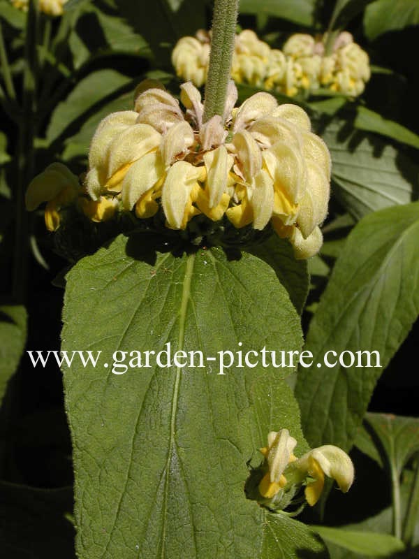 Phlomis russeliana