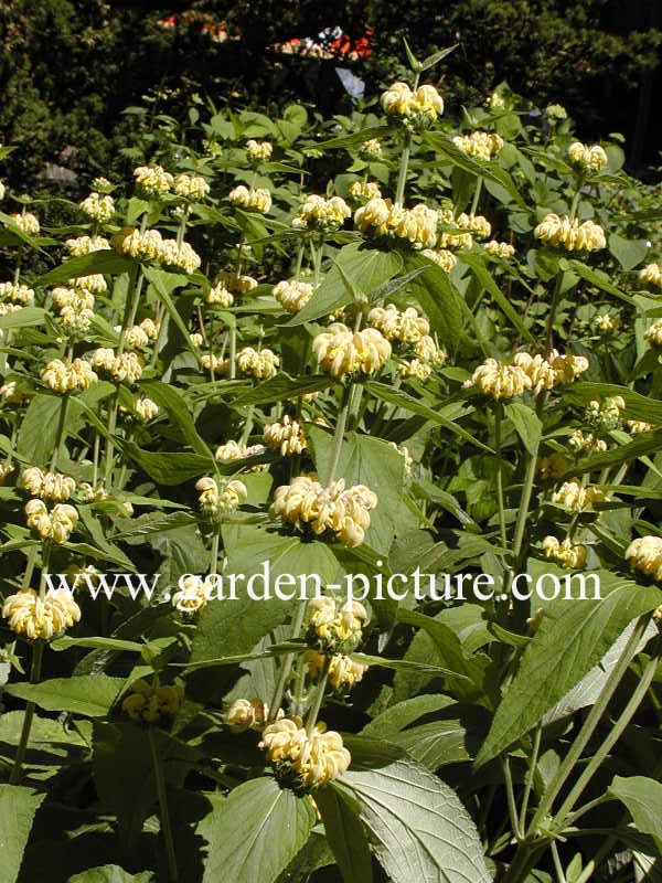 Phlomis russeliana