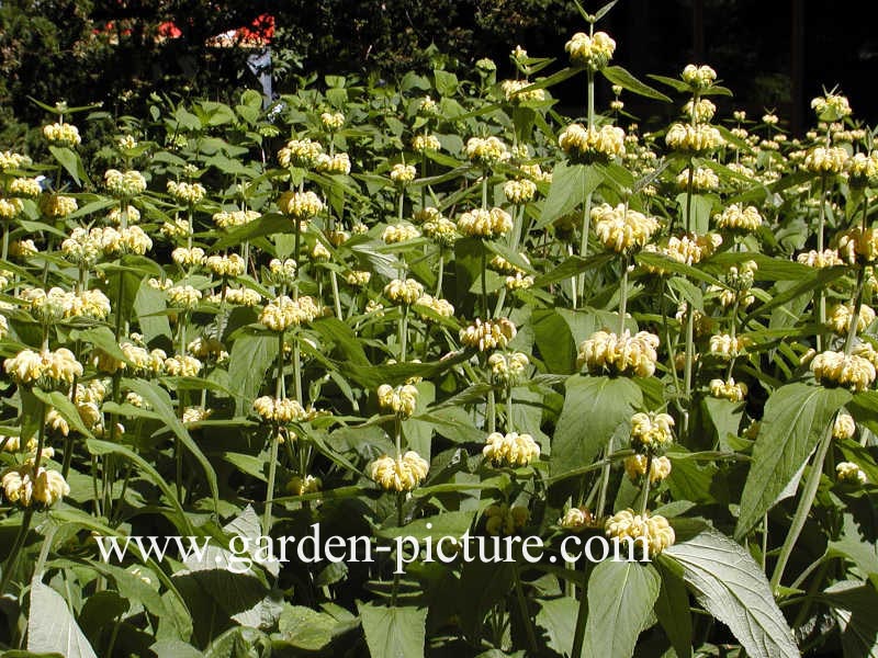 Phlomis russeliana