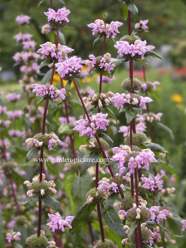 Phlomis tuberosa 'Amazone'