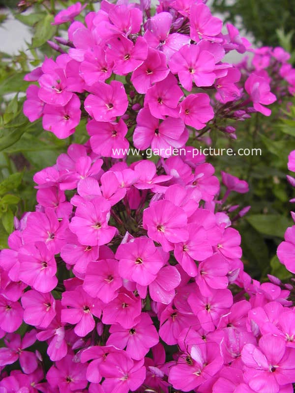 Phlox 'Anja'