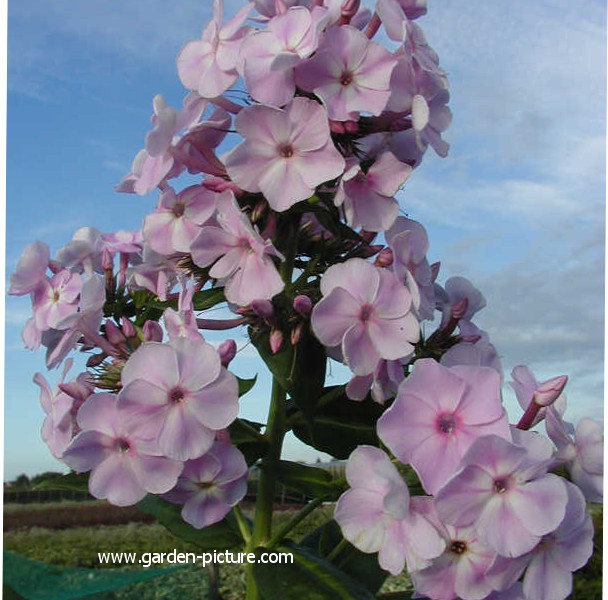 Plantentuin Esveld